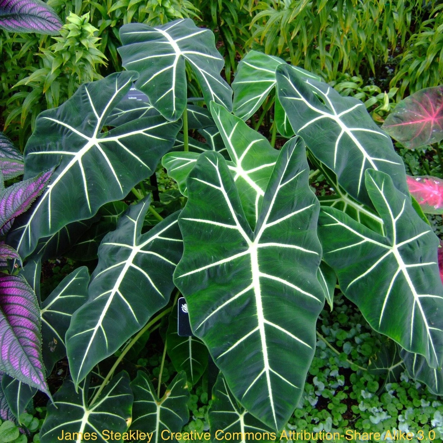 Alocasia Frydek: Velvet Splendor Unveiled