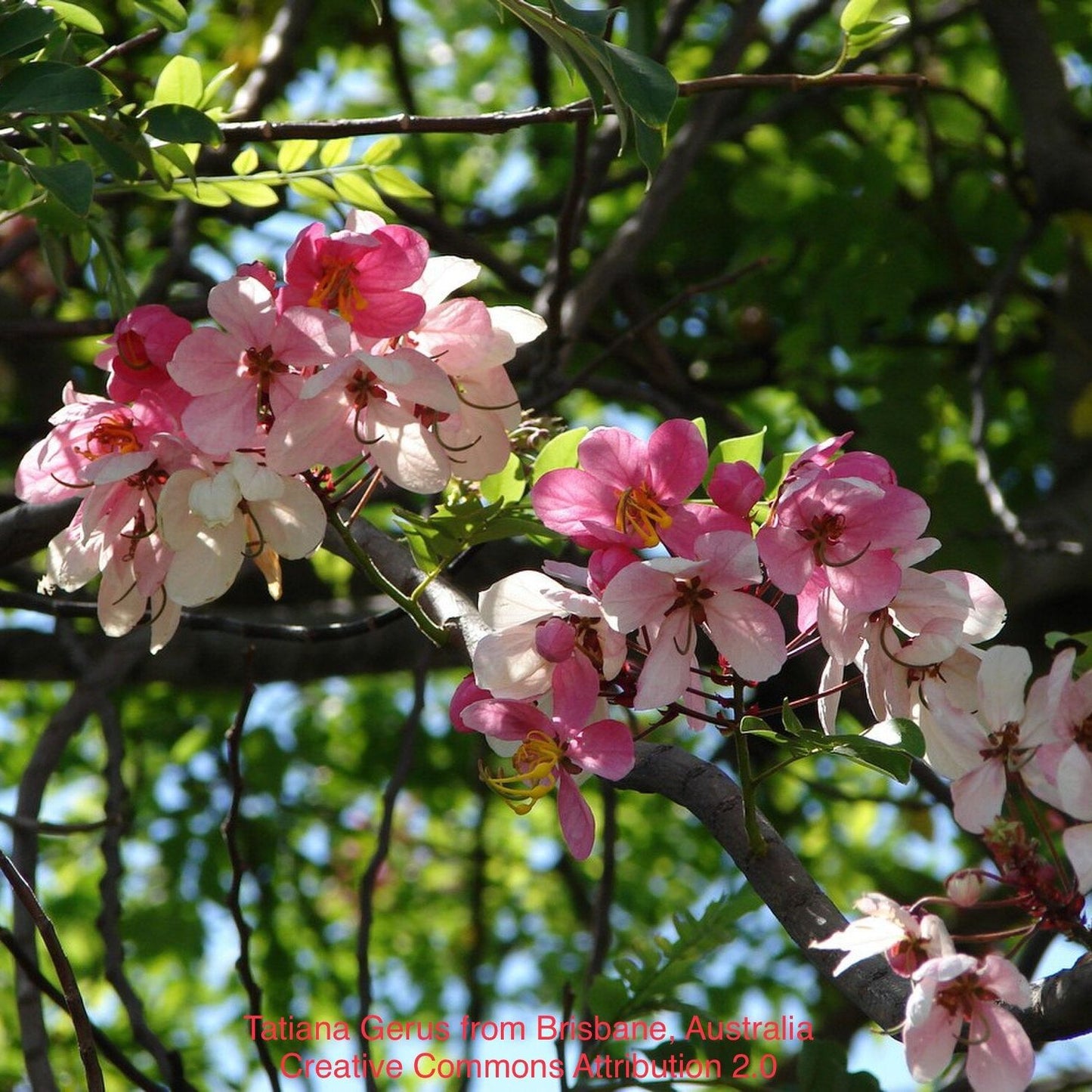 Cassia javanica Seedlings: Nurturing Pink Elegance