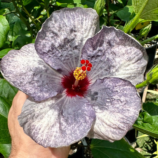 Hibiscus Lunar Luster: Celestial Patterns