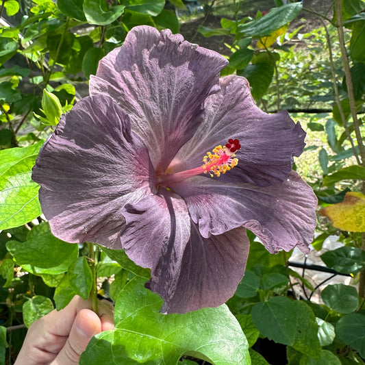 Hibiscus Midnight Amethyst