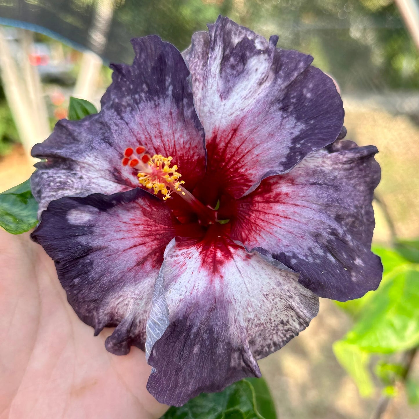 Hibiscus Oceanic Mystery