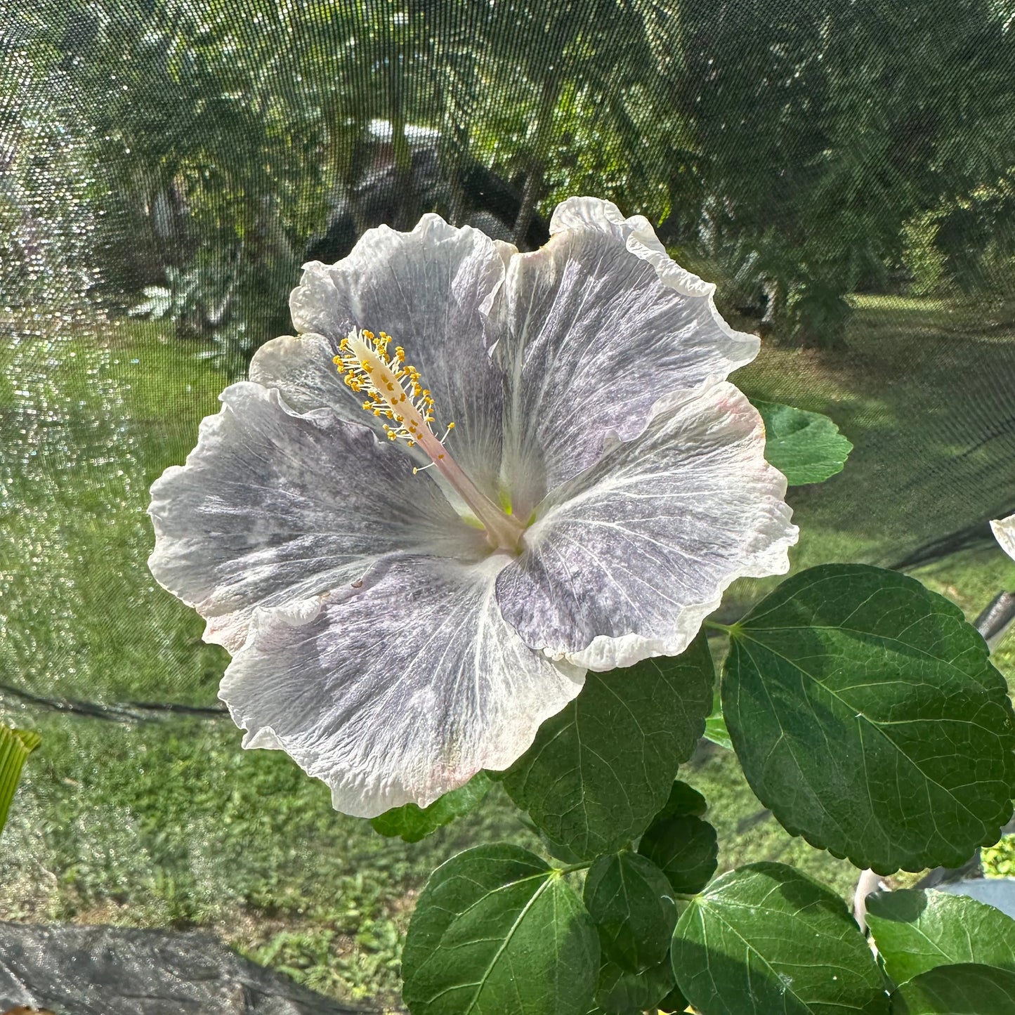 Hibiscus Tundra Permafrost