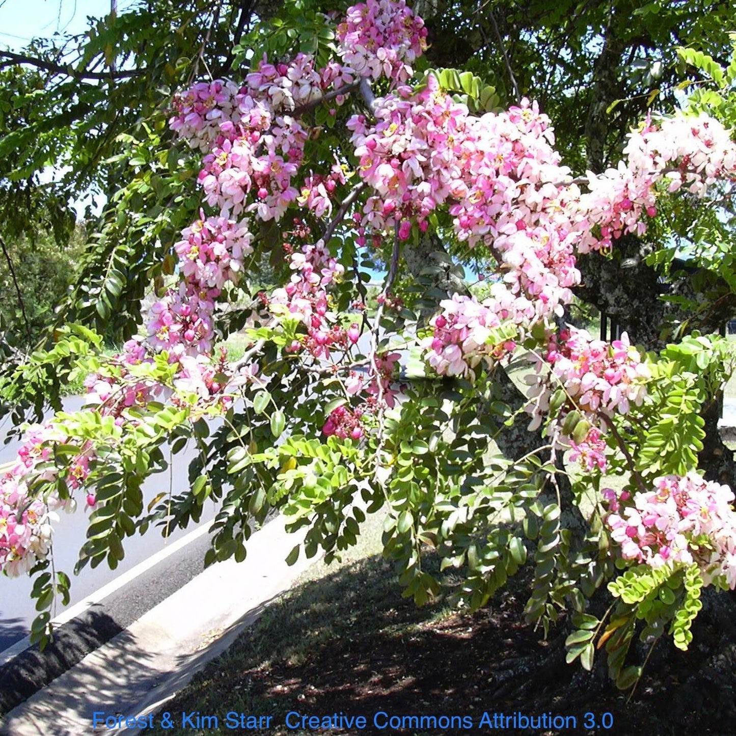 Cassia javanica Seedlings: Nurturing Pink Elegance