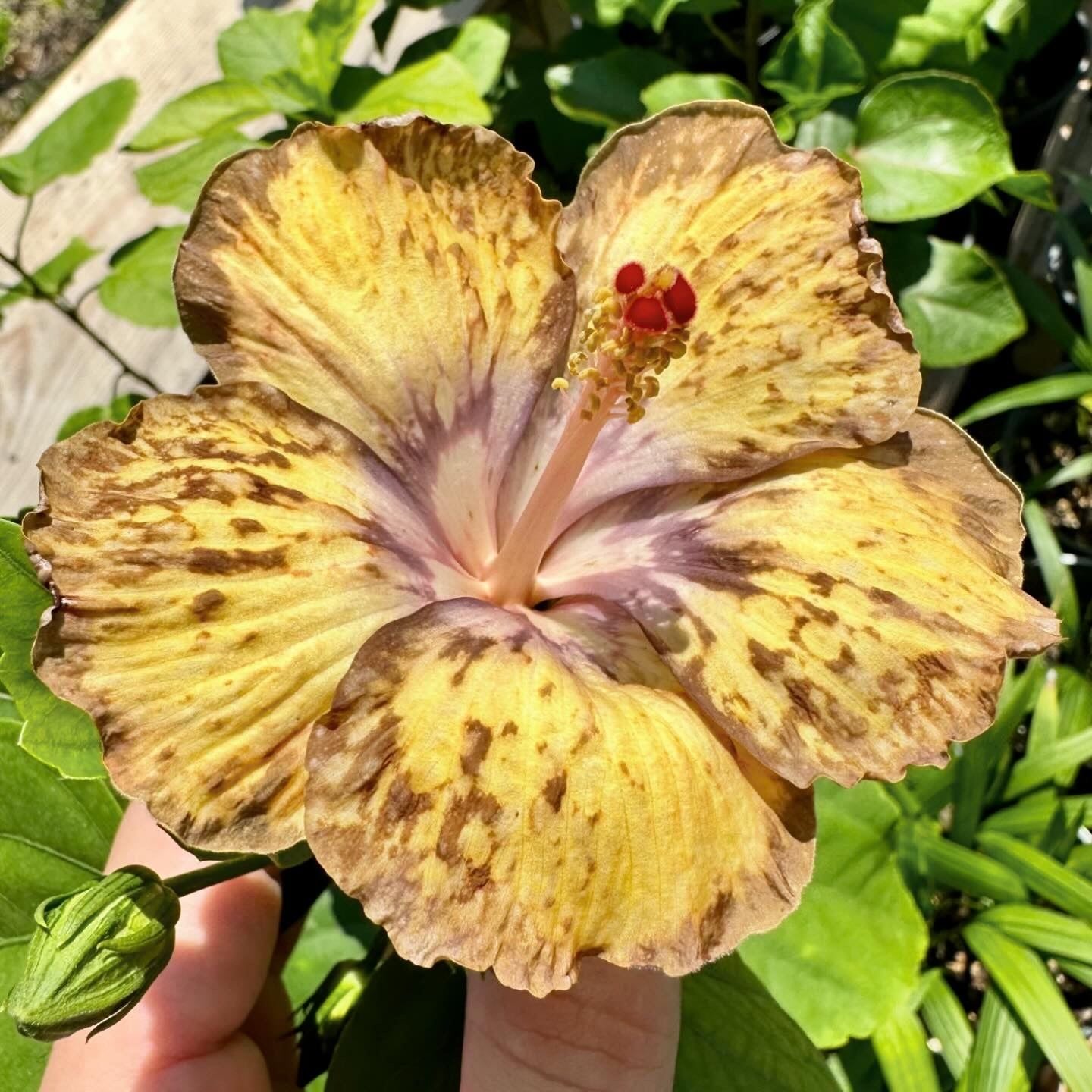 Hibiscus Cheetah‘s Chime