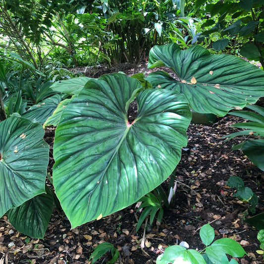 Philodendron Plowmanii