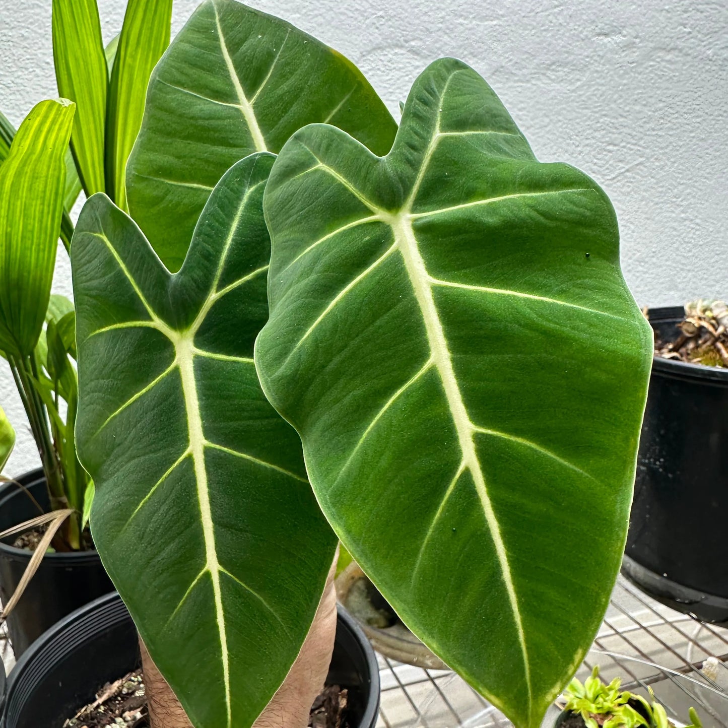 Alocasia Frydek: Velvet Splendor Unveiled