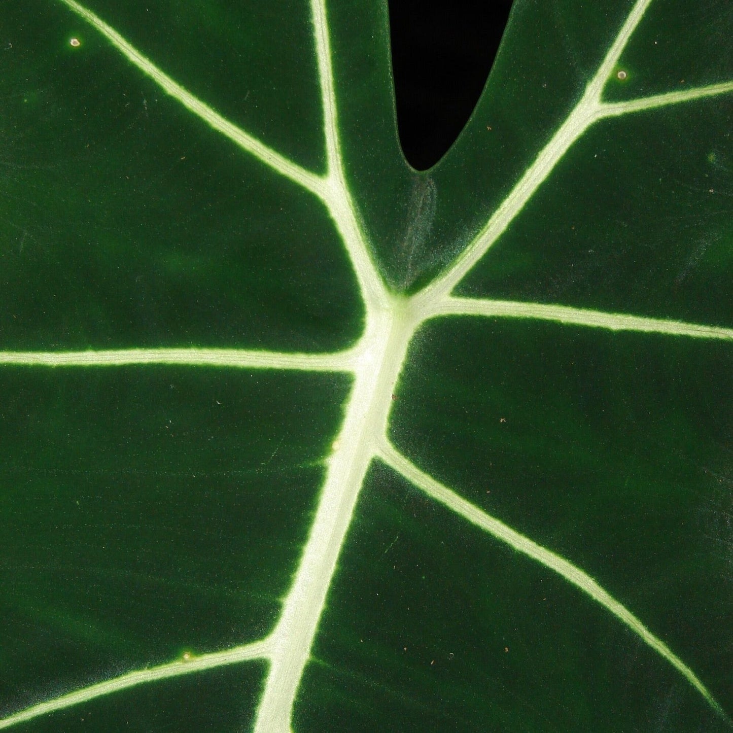 Alocasia Frydek: Velvet Splendor Unveiled