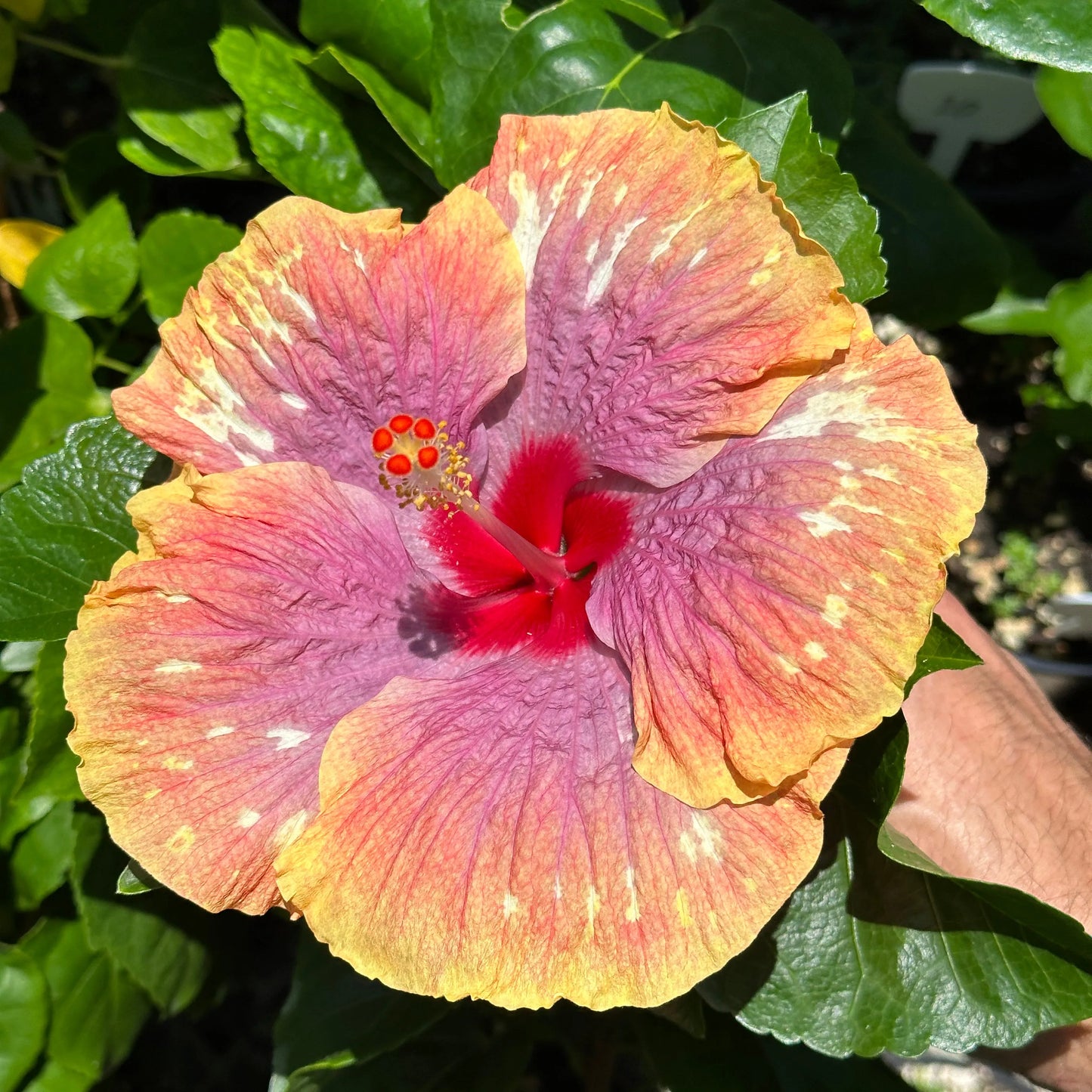 Hibiscus Sunset Coral Sonata: Caribbean Sunset-Inspired