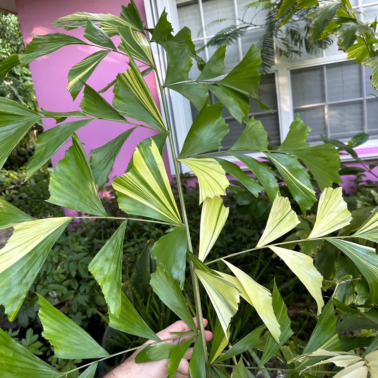 Variagated Fishtail Palm