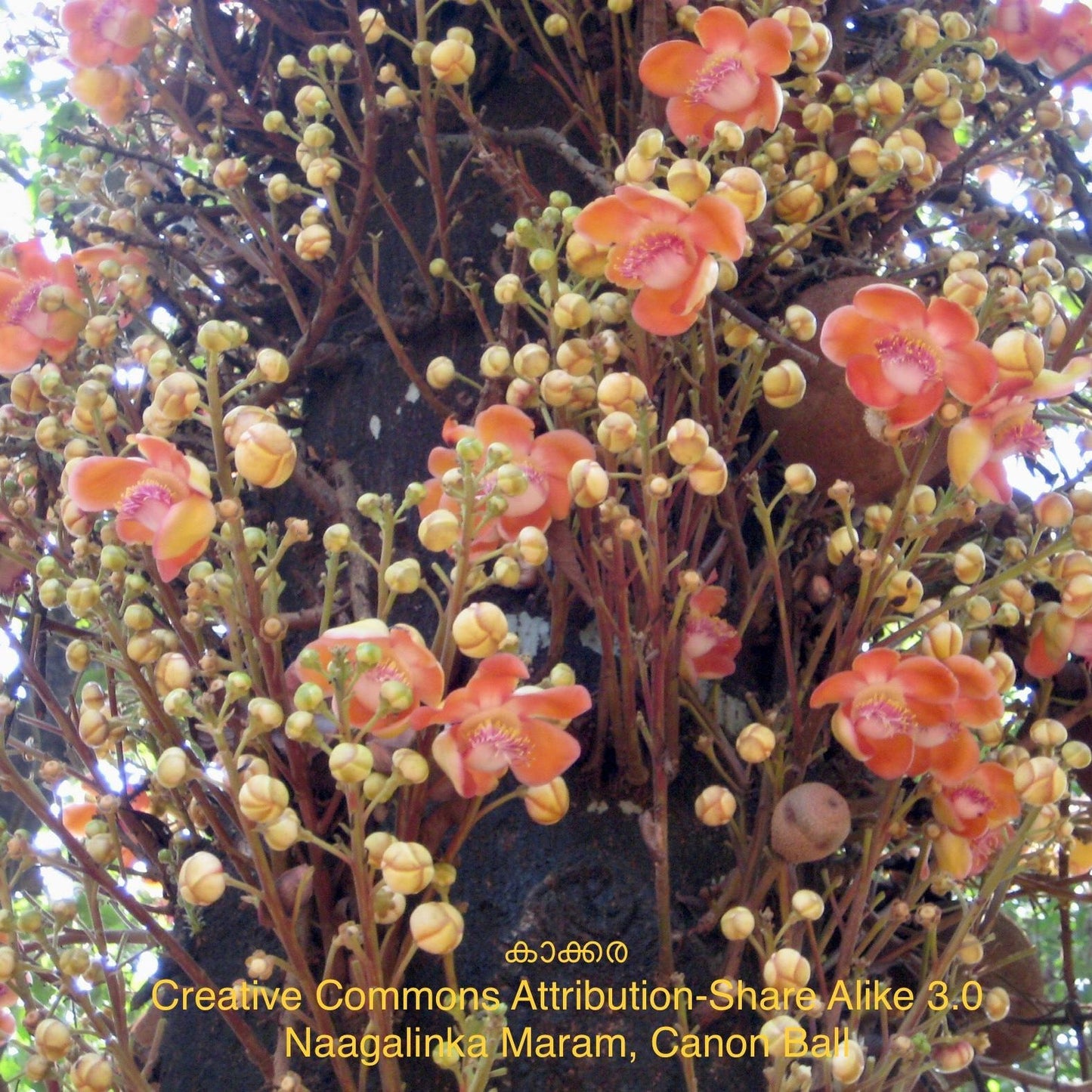 Cannonball Tree