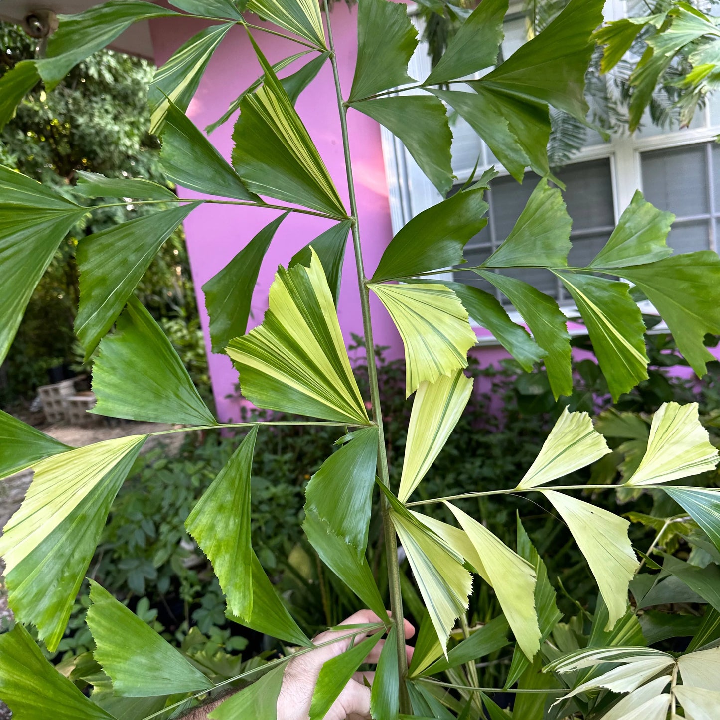 Variagated Fishtail Palm