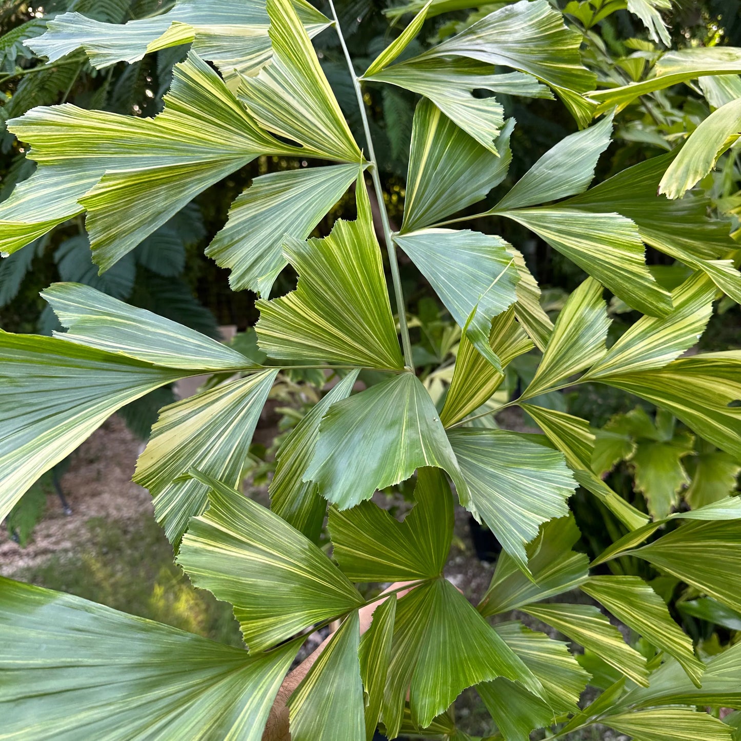 Variagated Fishtail Palm