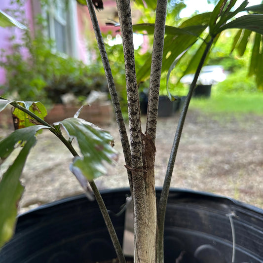 Snakeskin Fishtail Palm