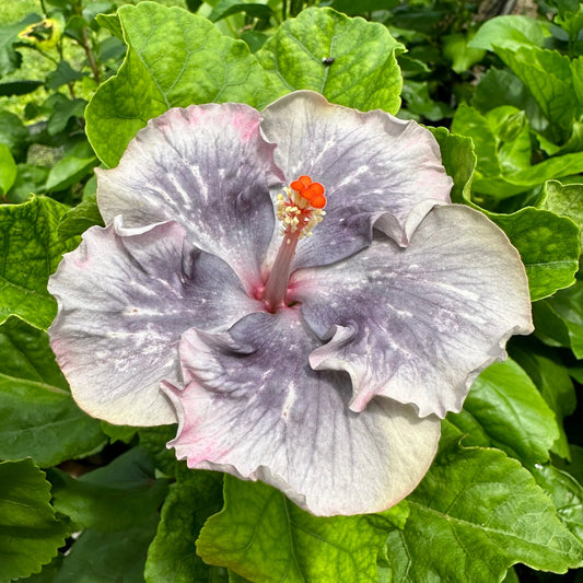 Hibiscus Atlantean Pearl: A Floral Treasure