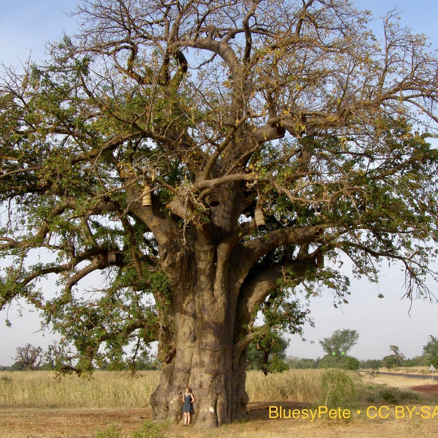 Adansonia Digitata (Baobab Tree): An Icon of the African Savannah