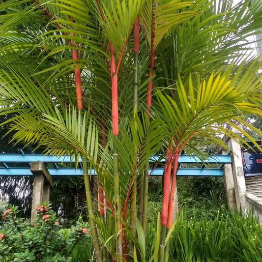 Lipstick Palm (Cyrtostachys Renda): Red Elegance