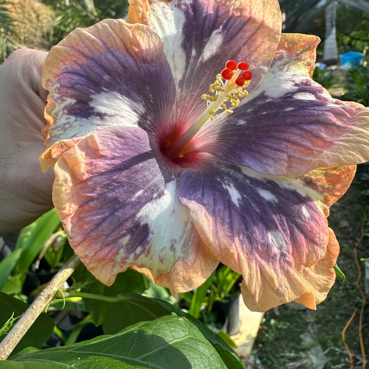 Yearning Nimbus: The Dreamlike Hibiscus