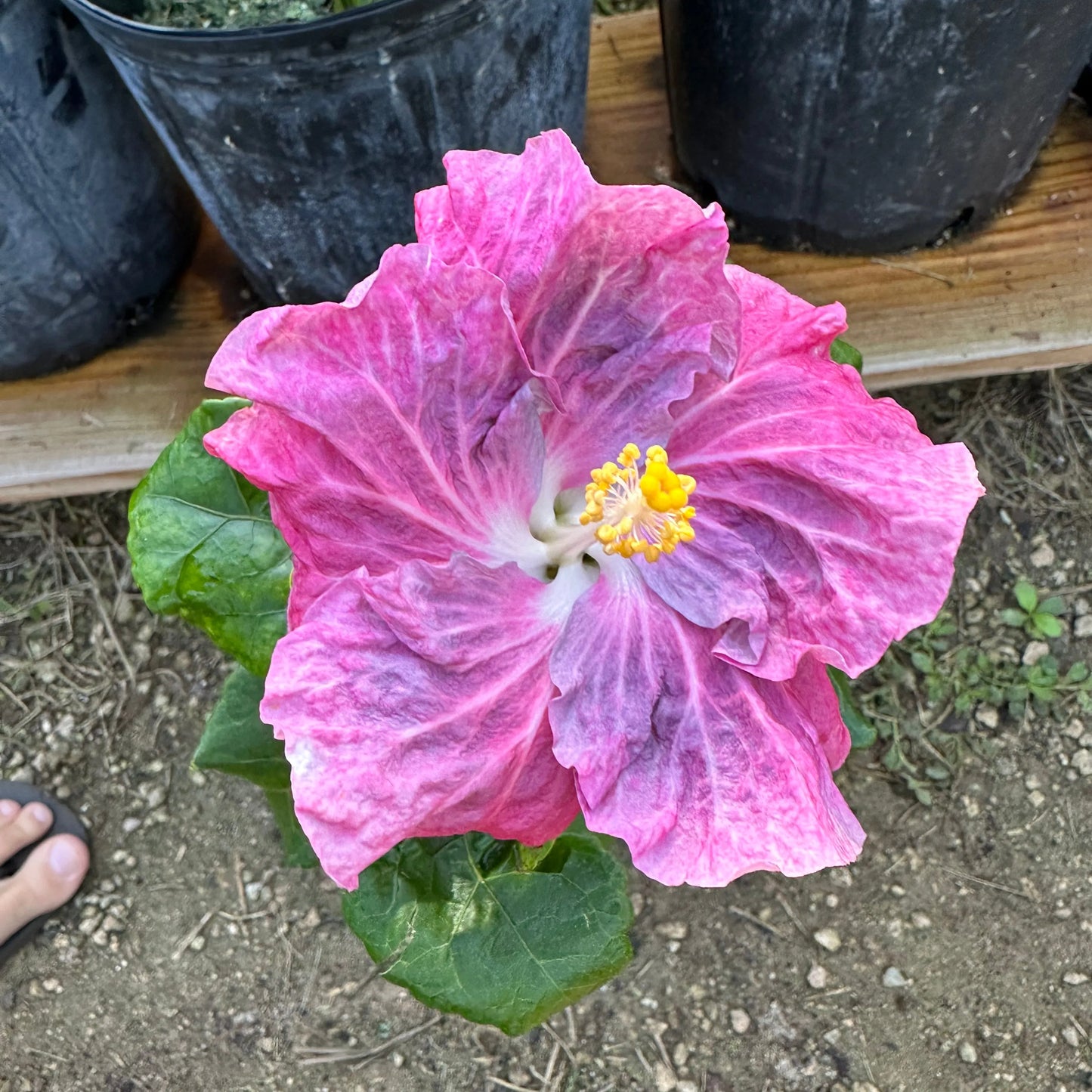 Hibiscus Geisha’s Blush: Color-Changing