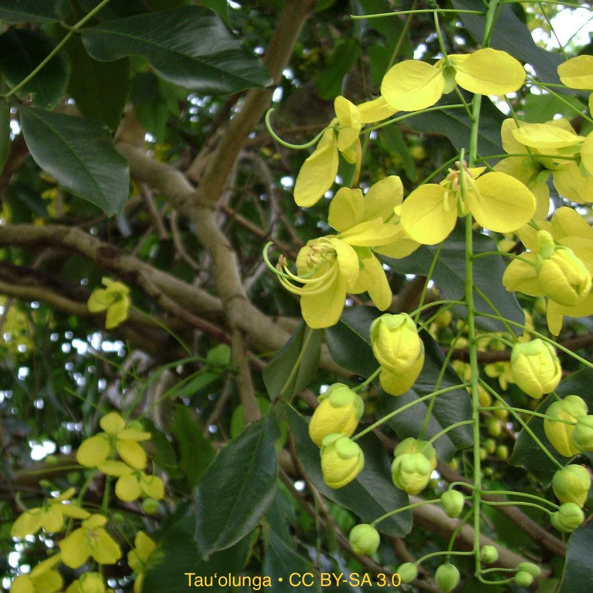 Golden Shower Tree - Cassia Fistula