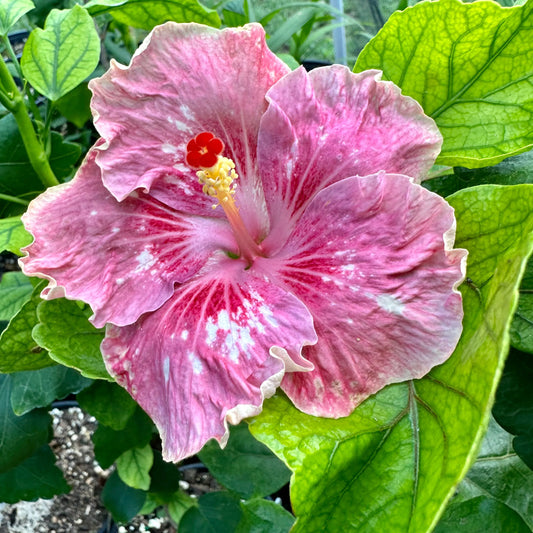 Hibiscus Sakura Swirl