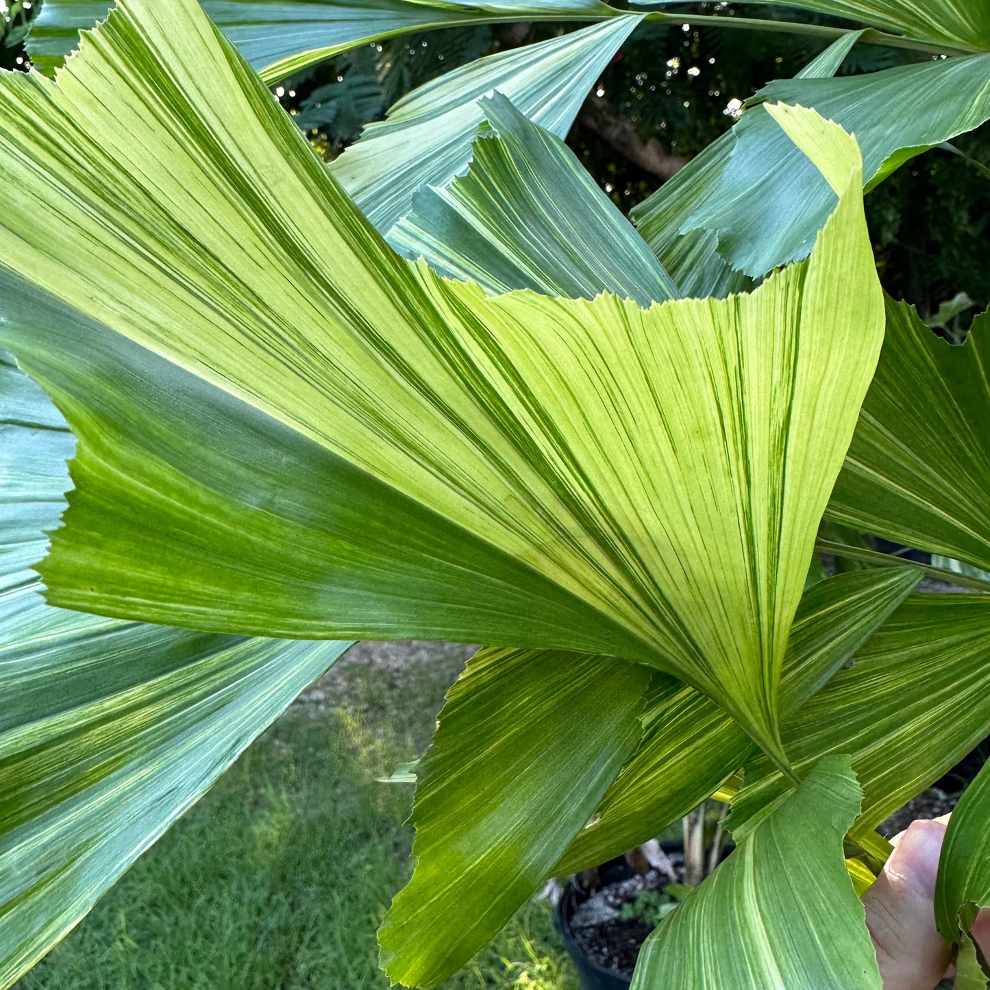 Variagated Fishtail Palm