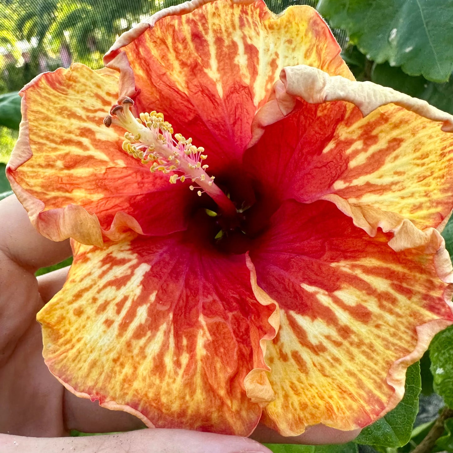 Hibiscus Bennu's Glowing Blaze