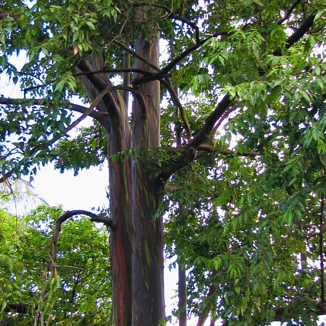 Rainbow Eucalyptus (Eucalyptus Deglupta): A Kaleidoscope of Color