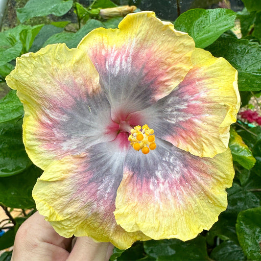 Hibiscus Canary Diamond: