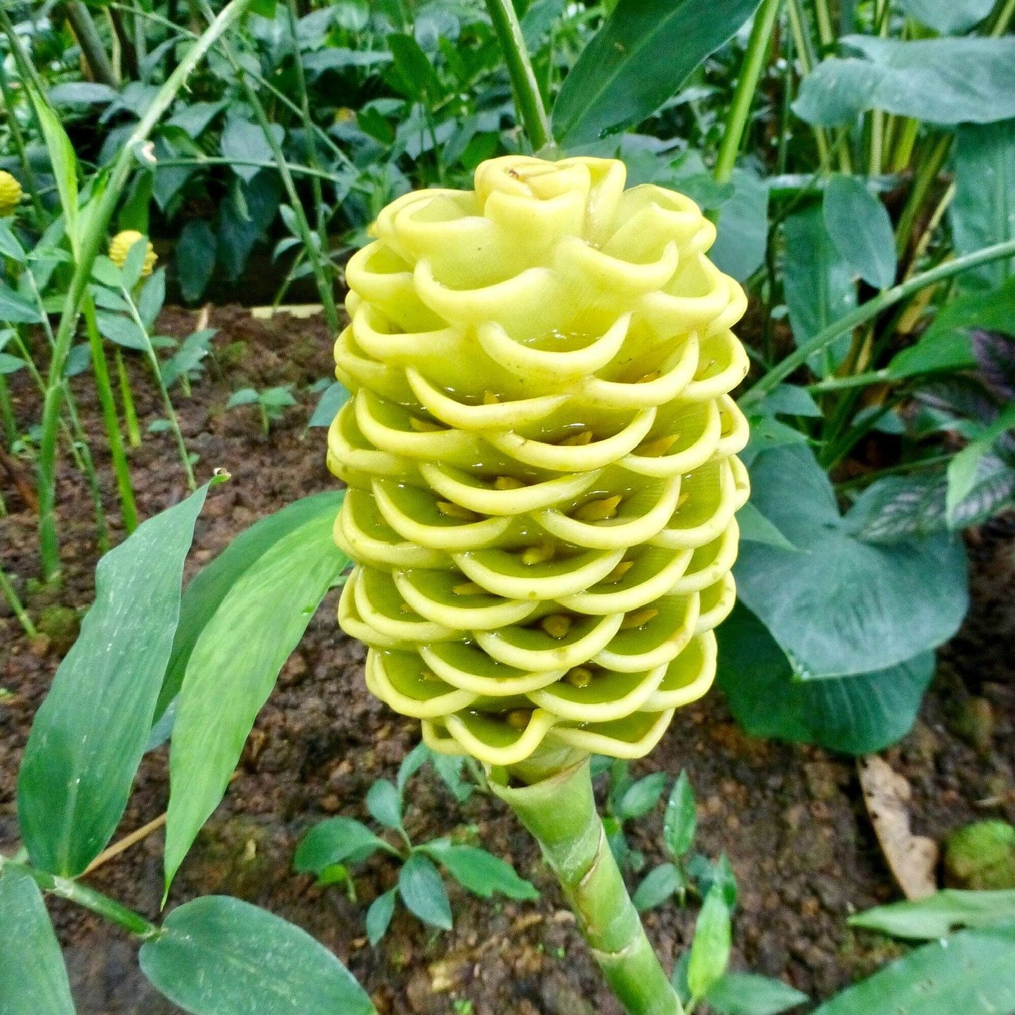 Golden Beehive Ginger (Zingiber Spectabile)