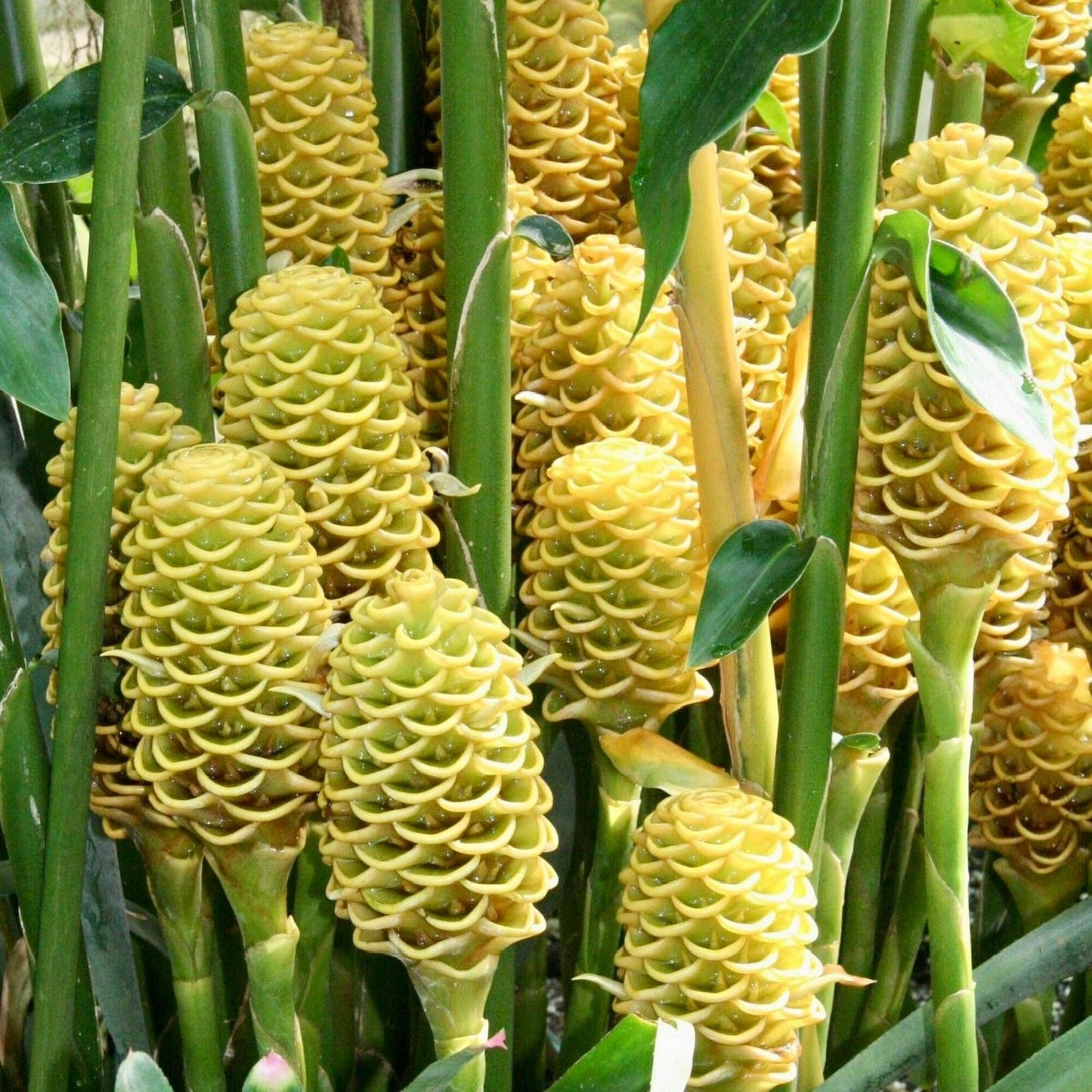 Golden Beehive Ginger (Zingiber Spectabile)