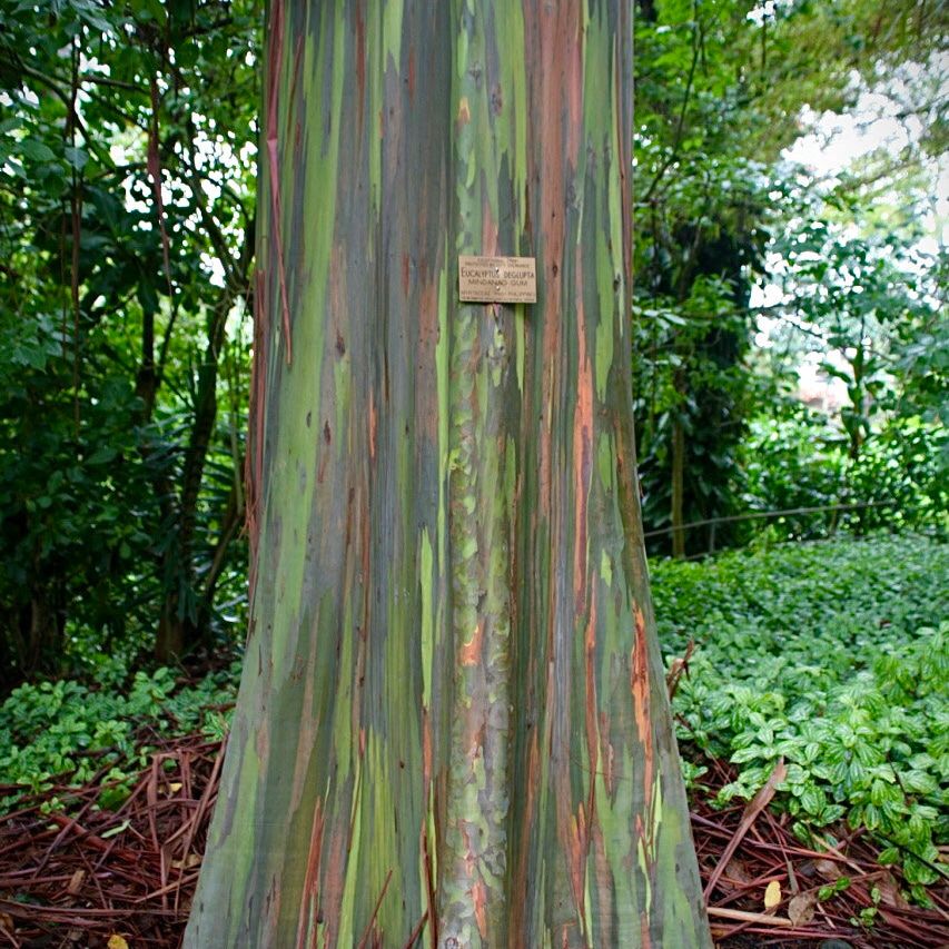 Rainbow Eucalyptus (Eucalyptus Deglupta): A Kaleidoscope of Color