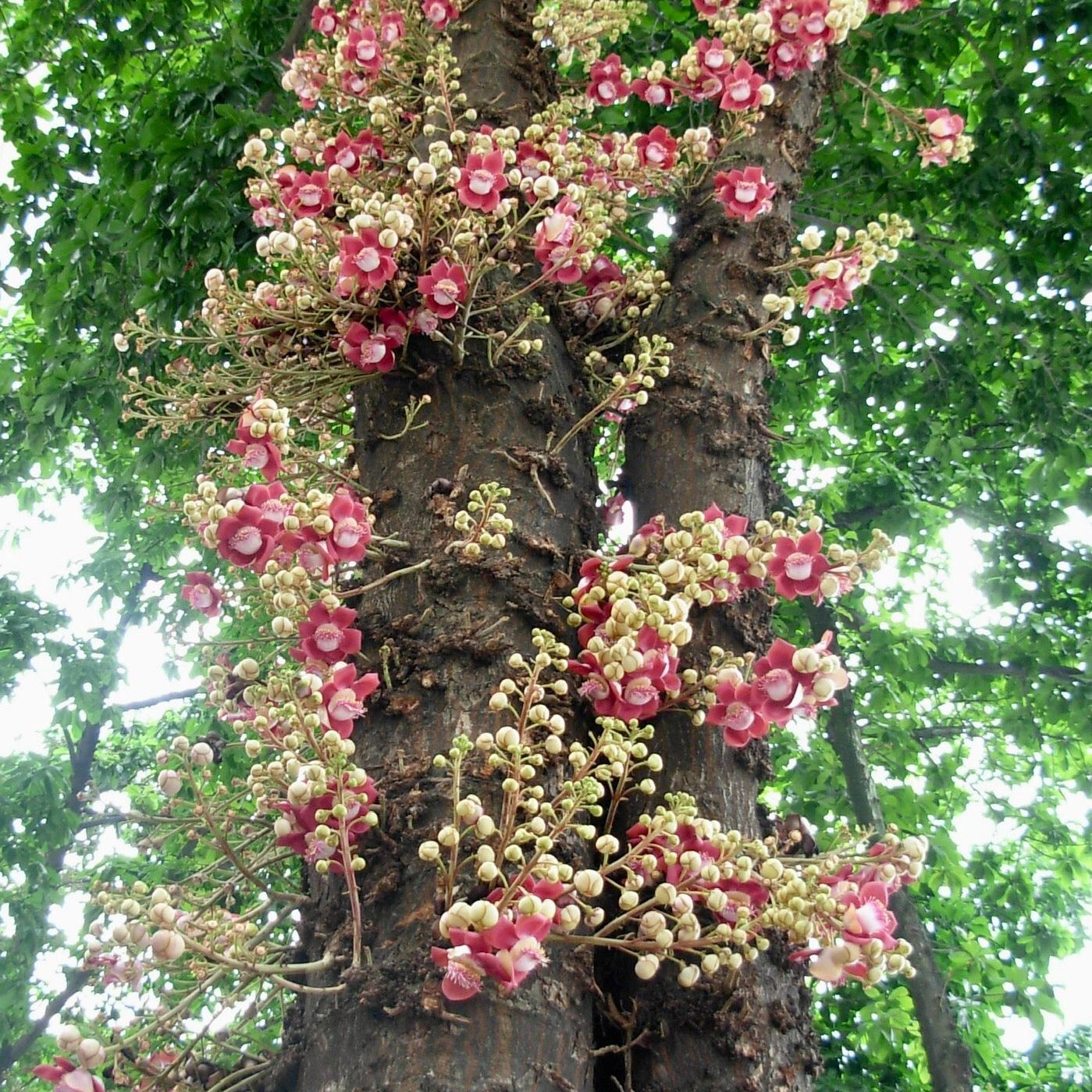 Cannonball Tree