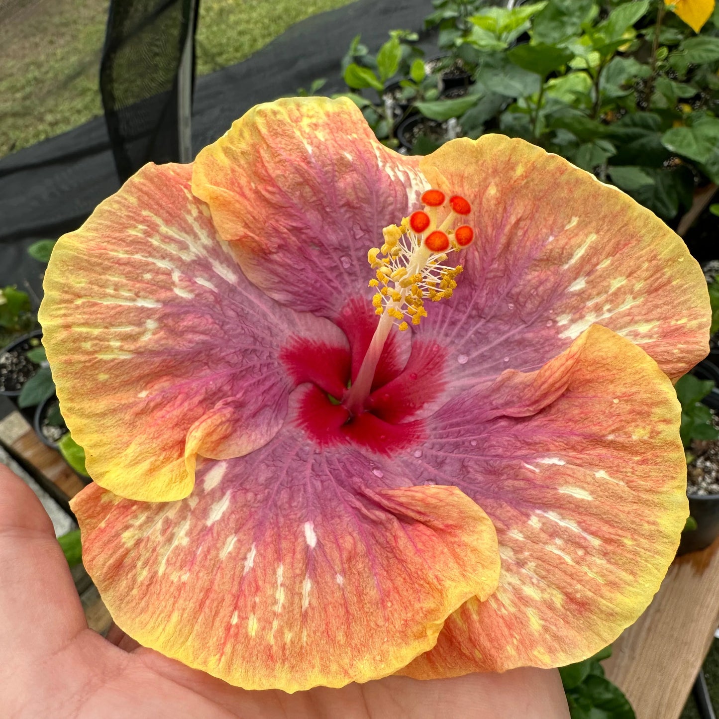 Hibiscus Sunset Coral Sonata: Caribbean Sunset-Inspired