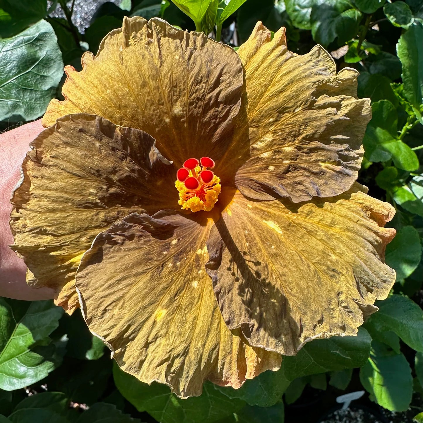 Hibiscus Bewitched Bronze: Enchanting