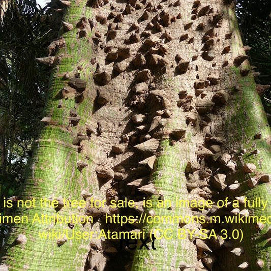 Silk Floss Tree