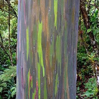 Rainbow Eucalyptus (Eucalyptus Deglupta): A Kaleidoscope of Color