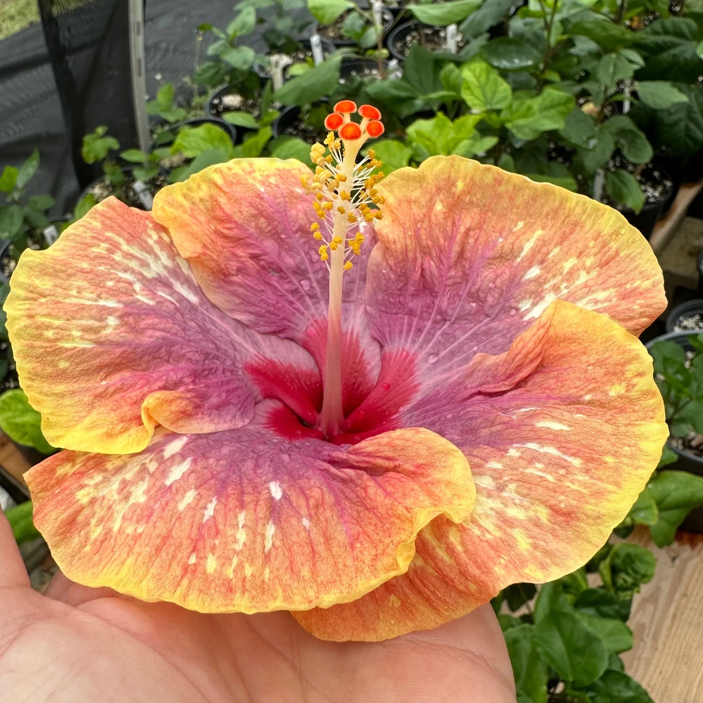 Hibiscus Sunset Coral Sonata: Caribbean Sunset-Inspired