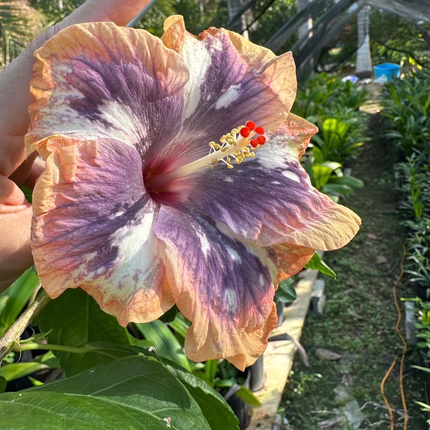 Yearning Nimbus: The Dreamlike Hibiscus