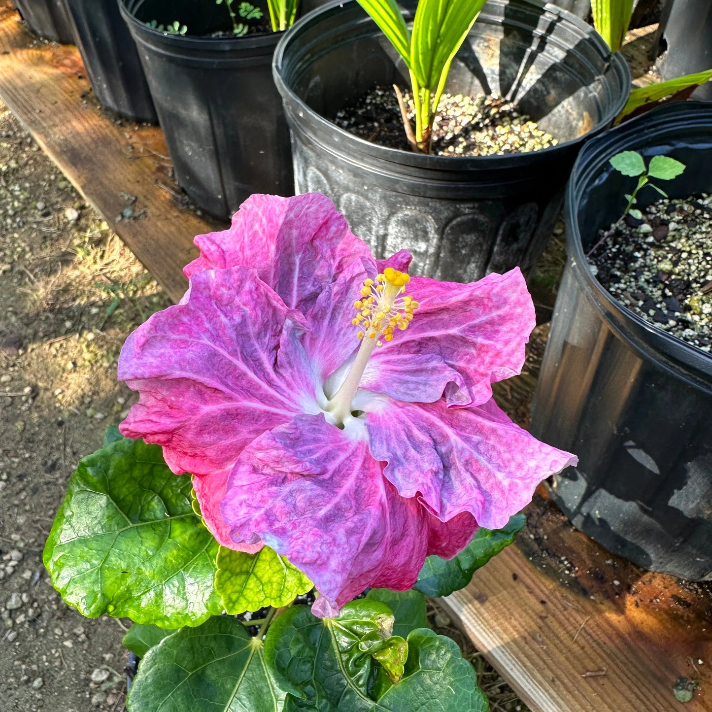 Hibiscus Geisha’s Blush: Color-Changing