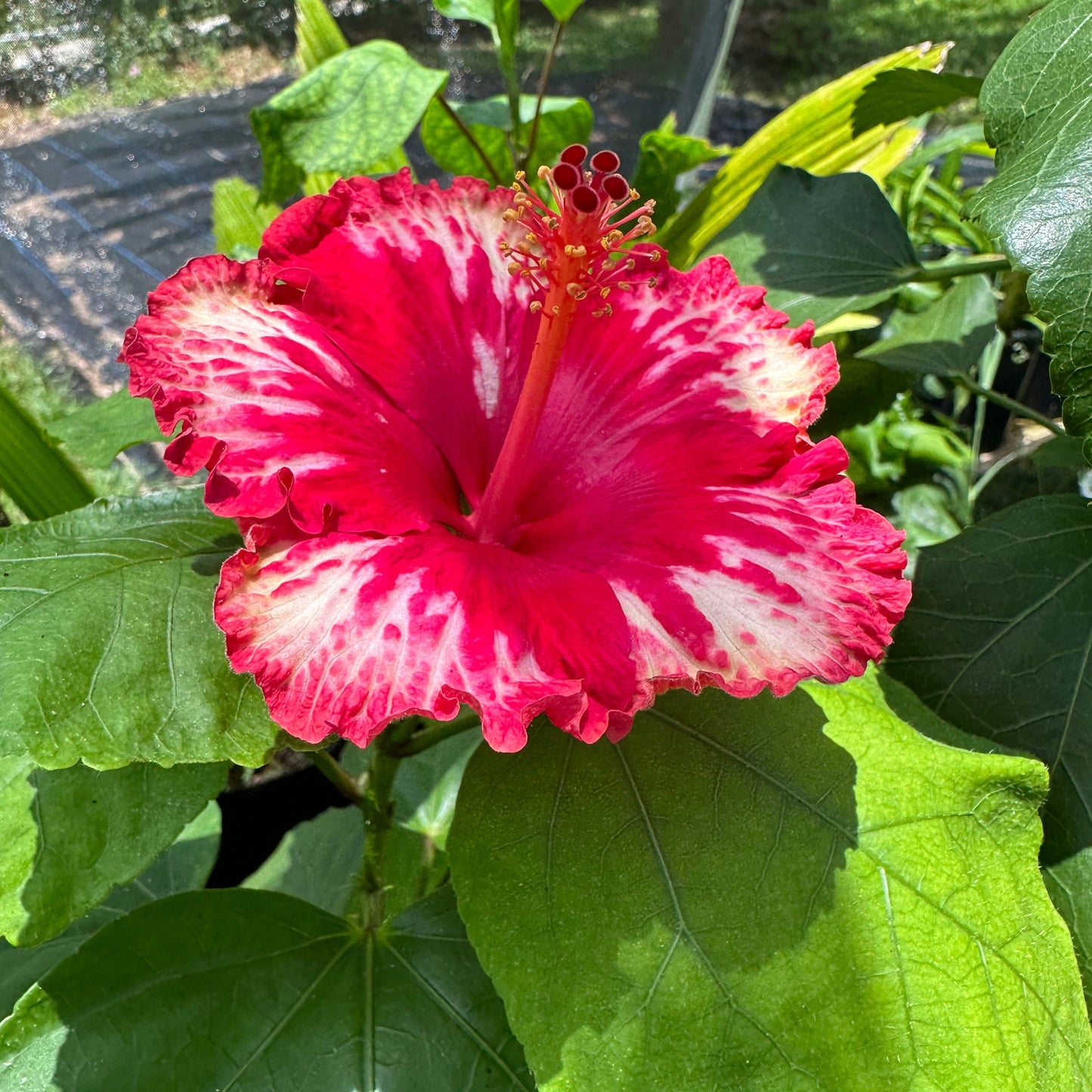 Hibiscus Rebel Rose: Bold Beauty