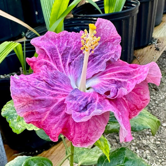 Hibiscus Geisha’s Blush: Color-Changing