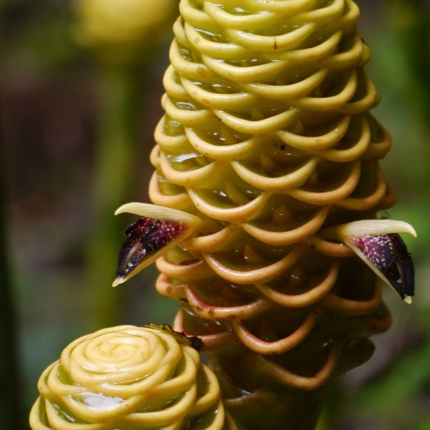 Golden Beehive Ginger (Zingiber Spectabile)