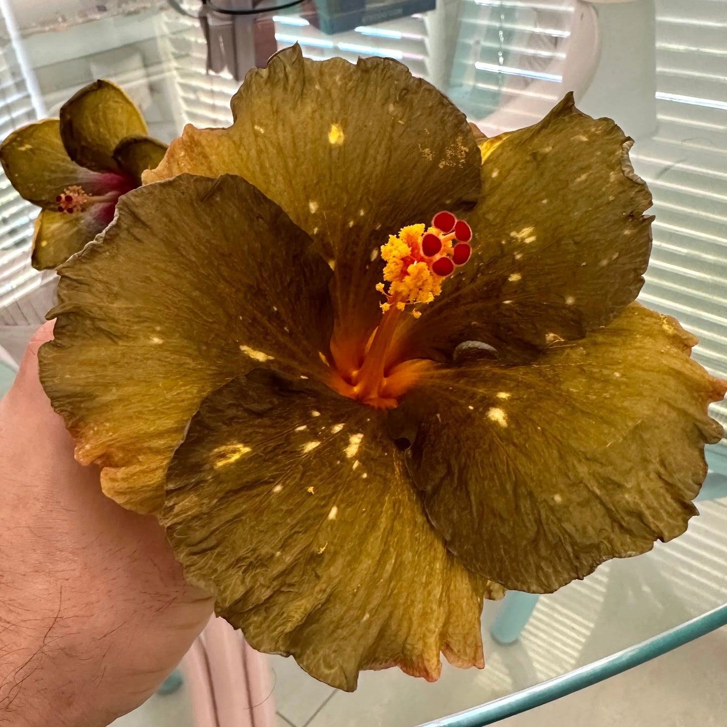 Hibiscus Bewitched Bronze: Enchanting