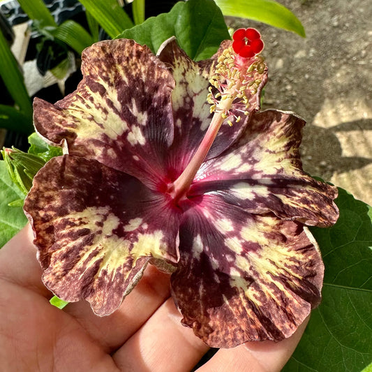 Hibiscus Imperial Pyrotechnics: Night Sky Firework