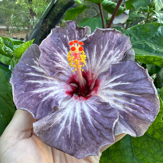 Hibiscus Nightshade Nebula