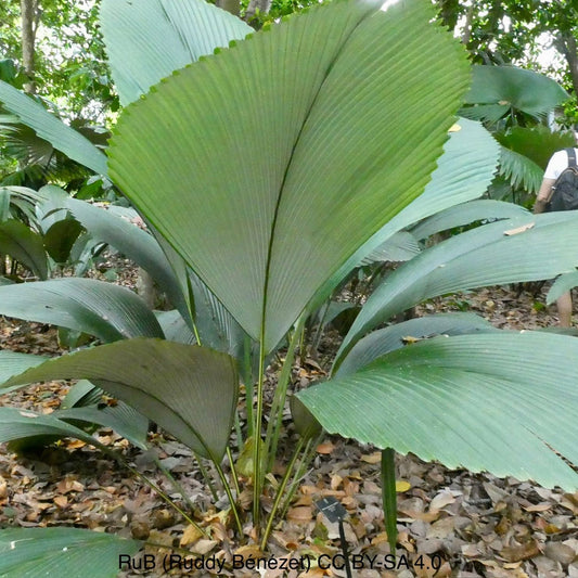 Johannesteijsmannia Magnifica (Silver Joey Palm): The Holy Grail of Palms