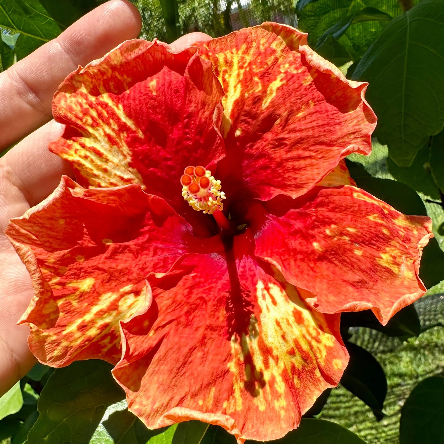 Hibiscus Bennu's Glowing Blaze