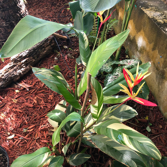 Variegated Heliconia 'Variegated Lady Di' (Heliconia psittacorum): A Dazzling Tropical Showstopper