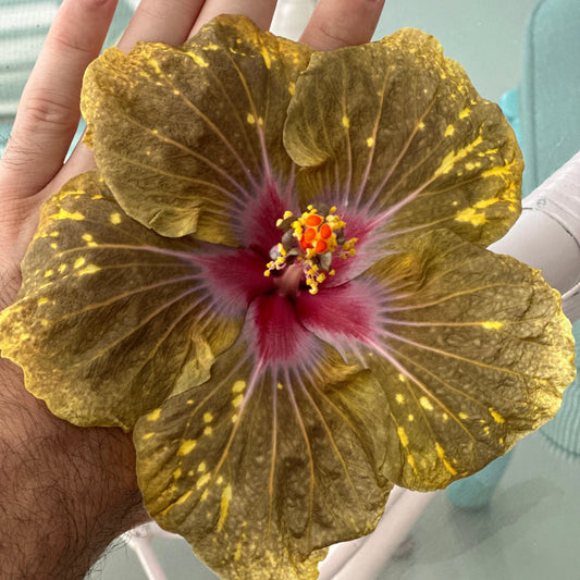 Hibiscus Golden Galaxy: Unveiling Cosmic Elegance