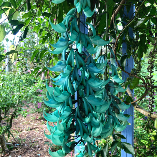 Jade Vine (Strongylodon macrobotrys): A Surreal Botanical Masterpiece